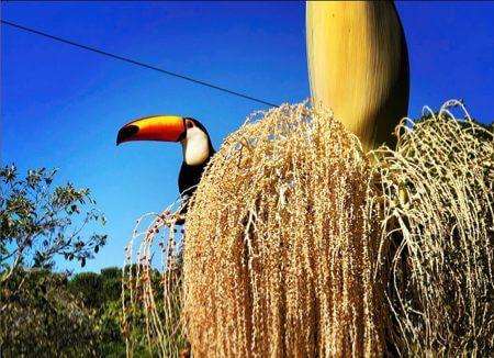 ght-b-tucano-palmeira-450